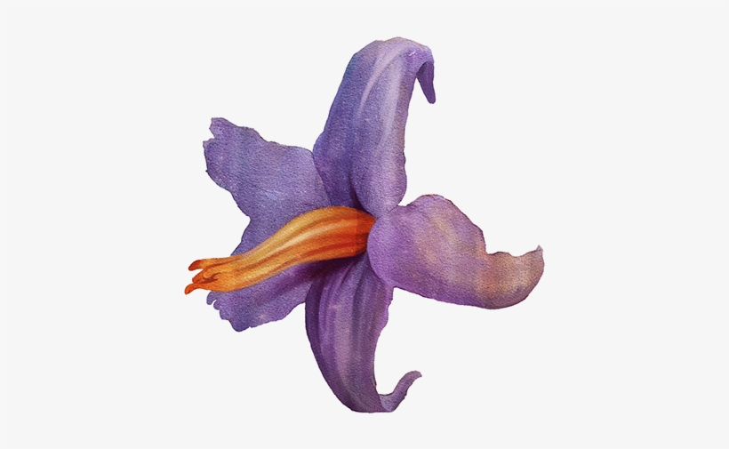 Yamamoto's Fabric Pattern To 2014 São Paulo Fashion - Flower, transparent png download