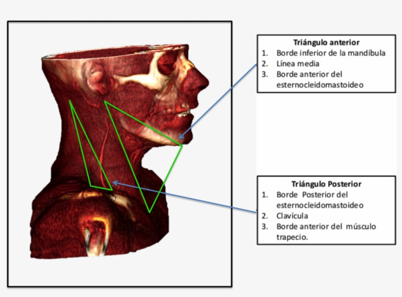 Triángulo Del Cuello - Triangulo Orofaringeo, transparent png download
