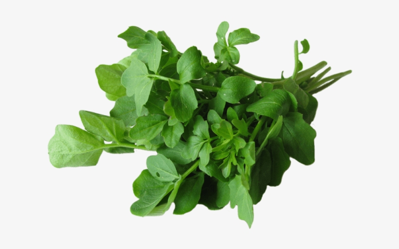 4 Ounce - Health Benefit Of Watercress, transparent png download