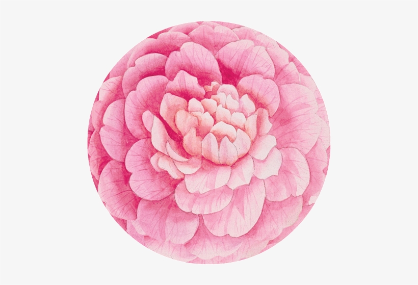 Graphic Transparent Download Caspari Camellias Pink - Caspari Paper Plates Dessert Plates Salad Plates Party, transparent png download