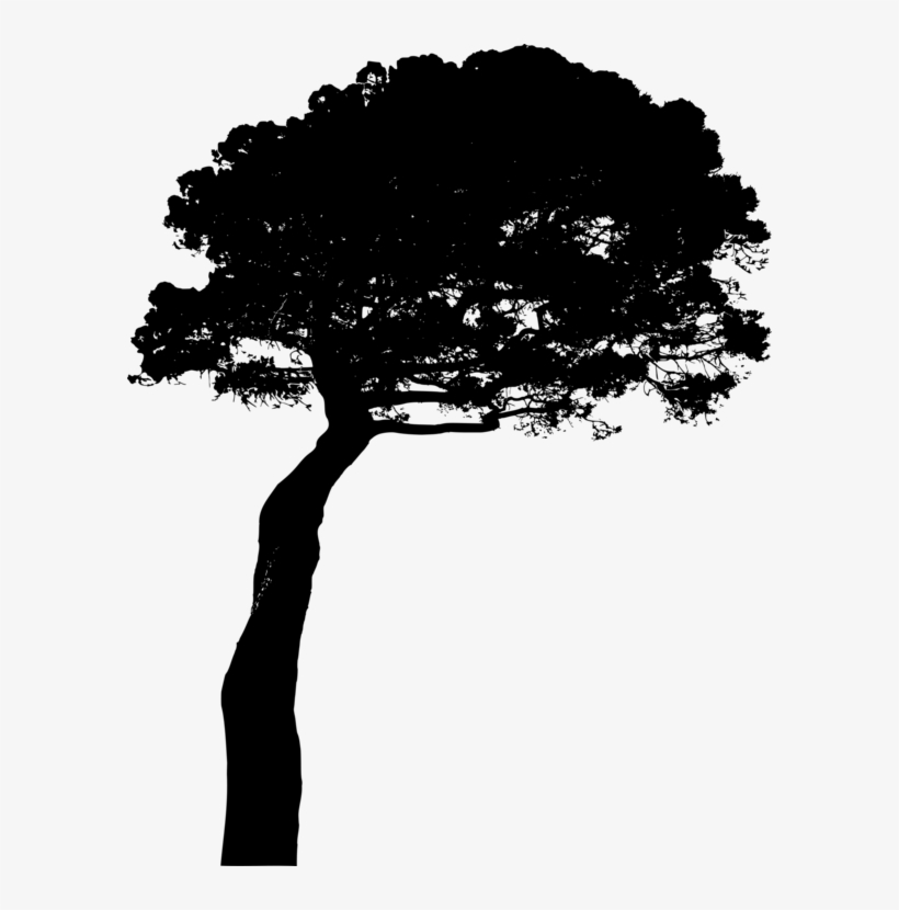 Pinus Silhouette, transparent png download