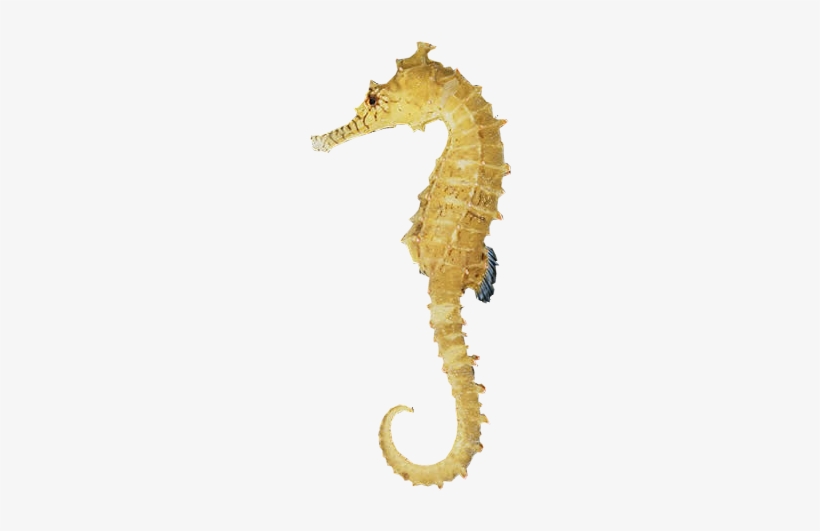 Seahorse Free Download Png - Sea Horse, transparent png download