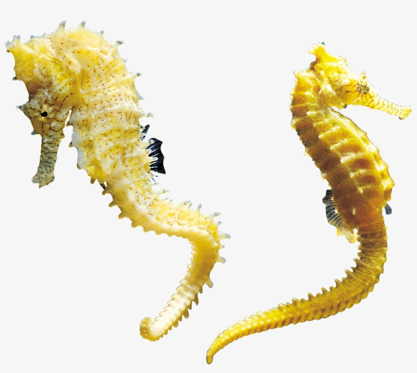 Seahorse Png, transparent png download