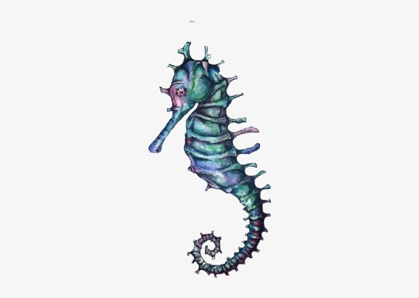 Caballito Freetoedit Scseahorse Seahorse - Illustration, transparent png download
