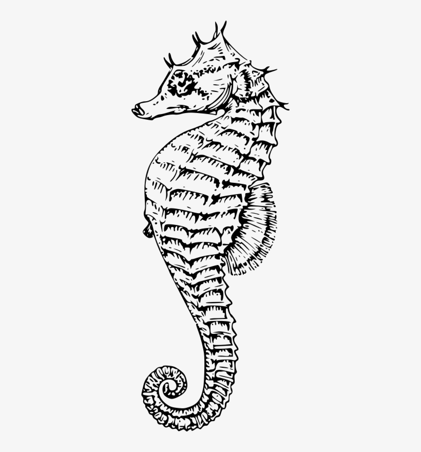 Seahorse 003 - Sea Horse Vector Png, transparent png download