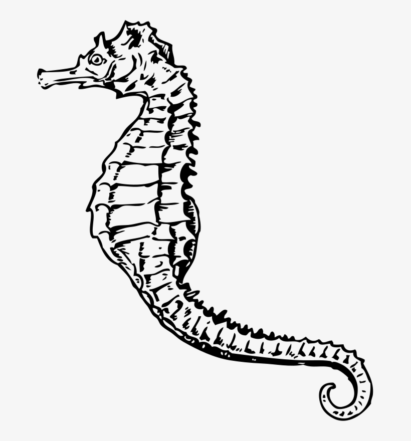 Seahorse 001 - Seahorse Black And White, transparent png download