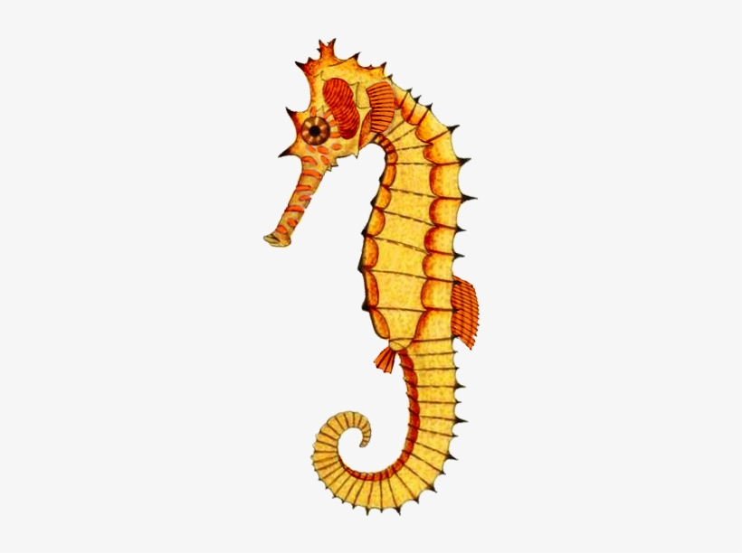 Yellowseahorse 364×567 Pixels - Northern Seahorse, transparent png download