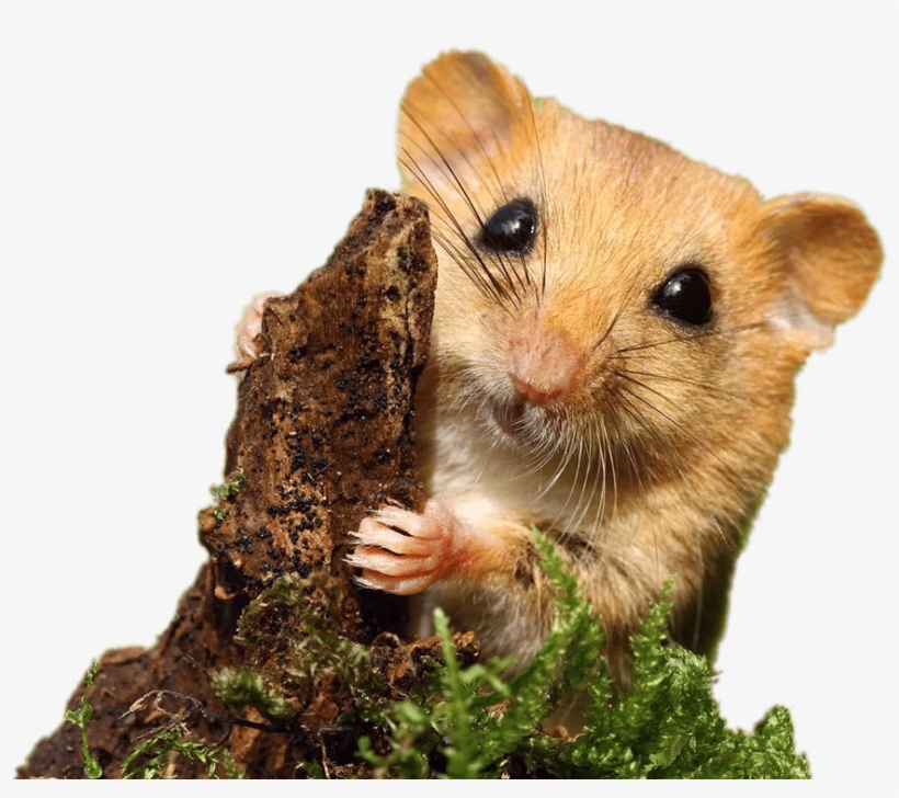 Dormouse - Mouse, transparent png download