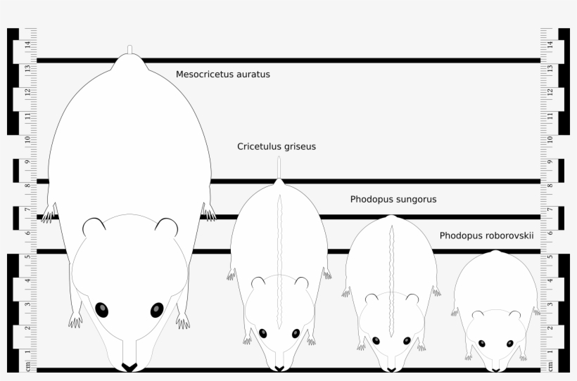 Open - Hamster Size, transparent png download