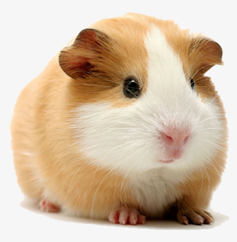 Guinea Pig Png Jpg - Guinea Pig Png, transparent png download