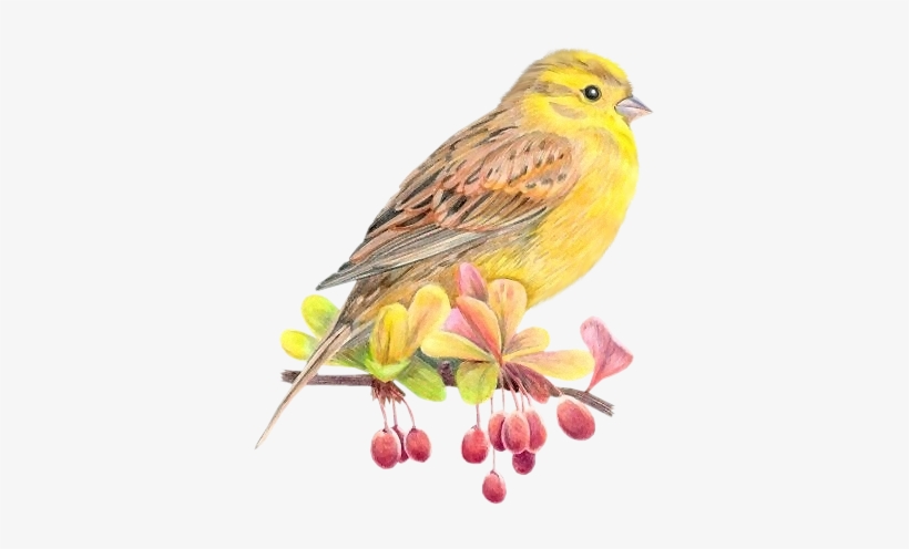 Birds Tubes - Tubes Birds, transparent png download