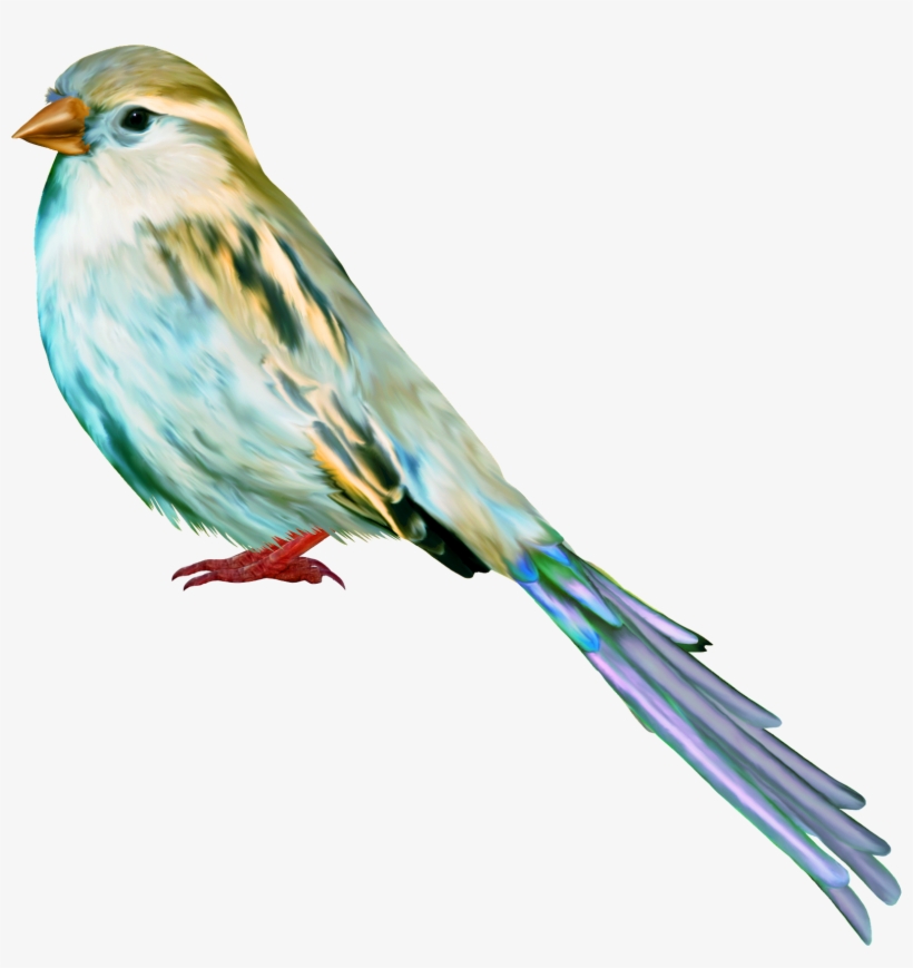 Tube, Birds, Los Tipitos, Art, Craft Art, Kunst, Bird, - Aves Png, transparent png download