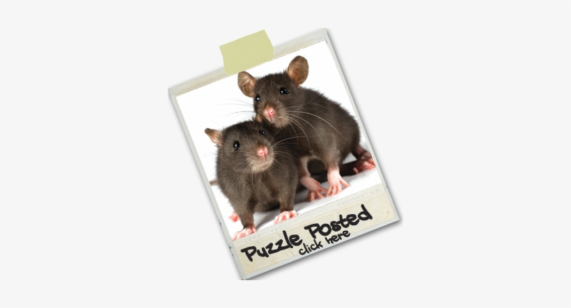 September - Rats As Pets, transparent png download