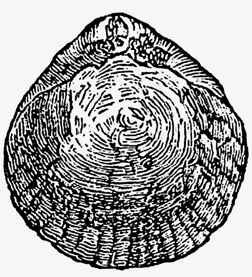Shell Digital Stamp Downloads - Postage Stamp, transparent png download