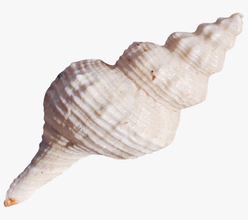 Lagosclip - Seashell, transparent png download