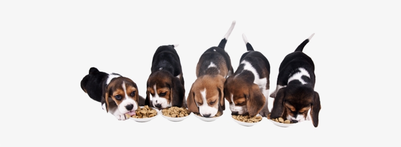Our Pet Food Contains Exclusive Ingredients Which Have - Food Habits Of A Dog, transparent png download