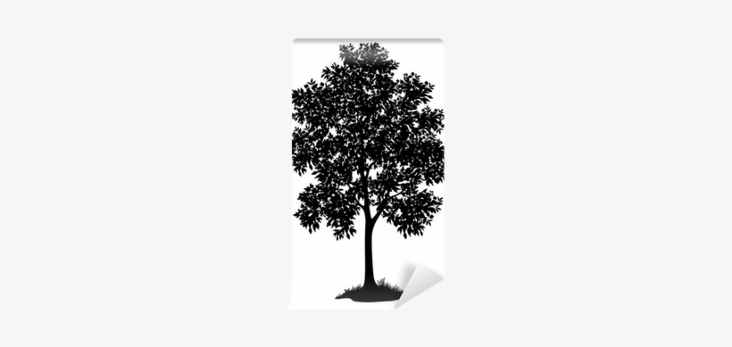 Maple Tree And Grass, Silhouette Wall Mural • Pixers® - Big Leaf Maple Tree Silhouette, transparent png download
