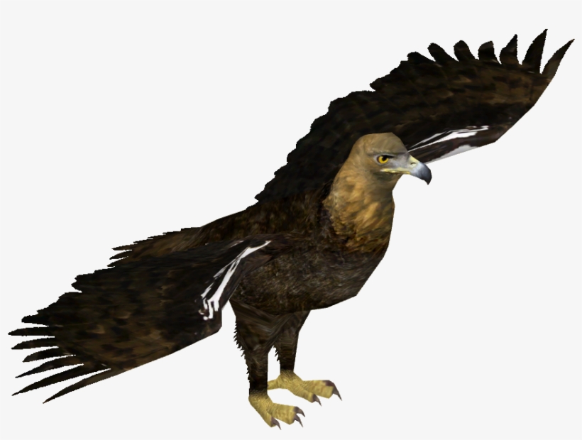 Eastern Imperial Eagle - Zt2 Download Library Bird, transparent png download