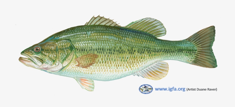Join The Igfa In Our Upcoming Events To Learn The Basics - Largemouth Black Bass, transparent png download