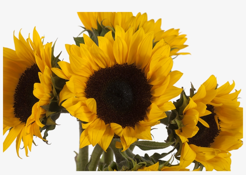 Girasoles - Sunflower, transparent png download