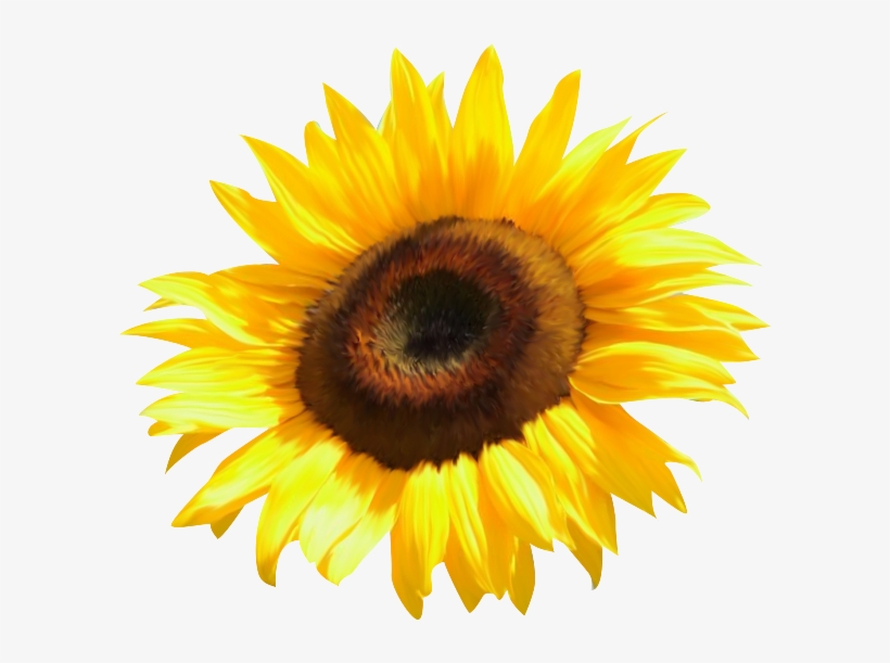Los Girasoles Del Amor - Girasoles De Masha Y El Oso, transparent png download