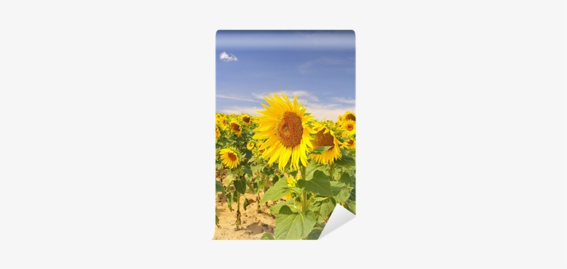 Sunflower, transparent png download