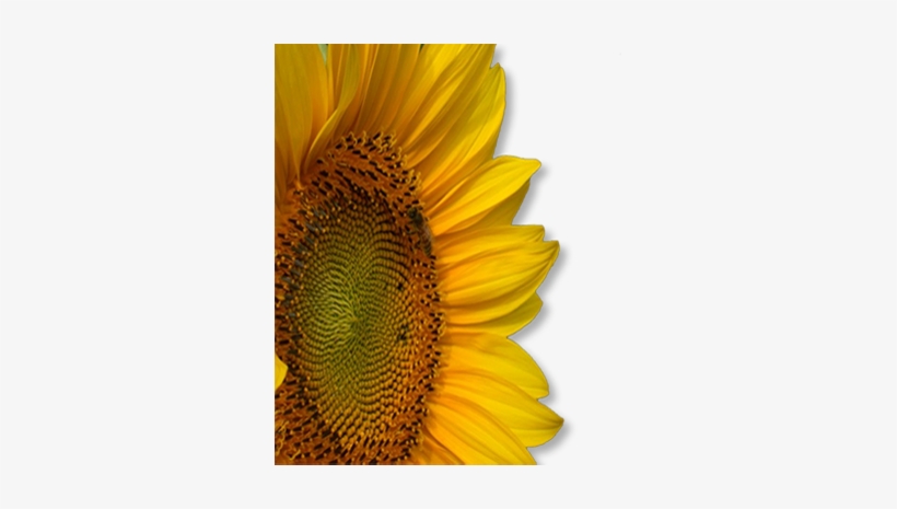 Girasole, transparent png download