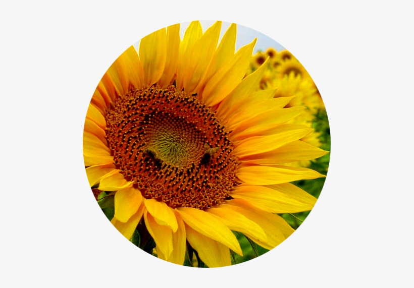 El Confesionario De Personajes, Como Su Nombre Lo Indica, - Flores Con Flores, transparent png download