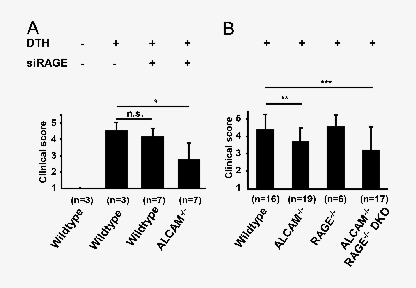 Effects Of Sirna Rage On Dth Clinical Score In Wt And - Knockout, transparent png download