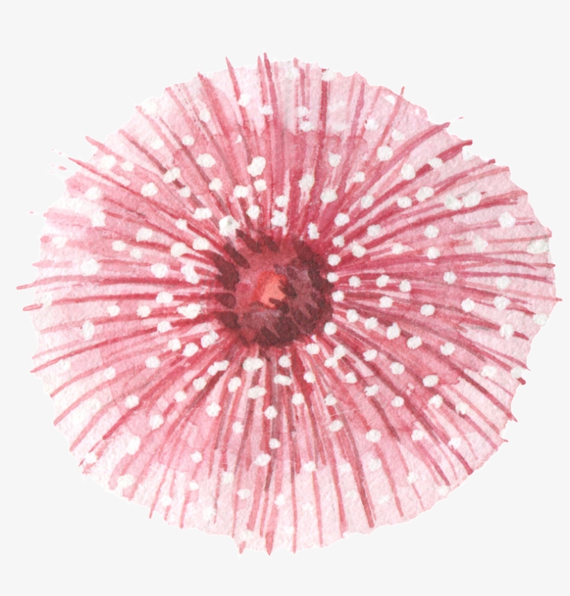 Dandelion, transparent png download