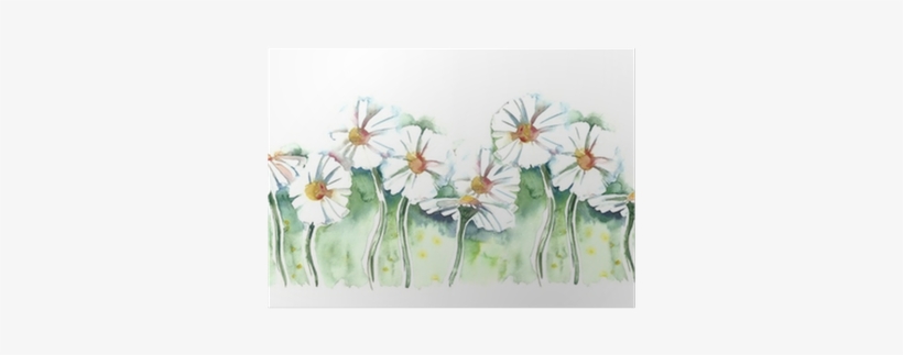 Common Daisy, transparent png download