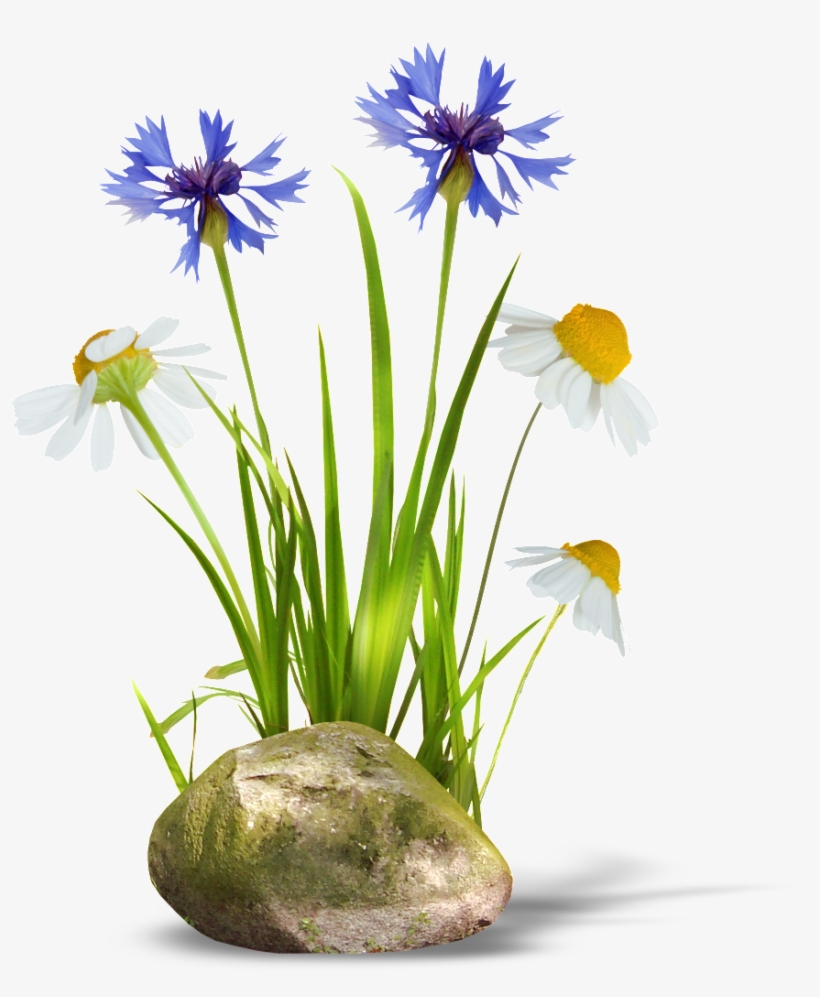 Transparent Background Of Orchids And Daisies - Stone And Grass Png, transparent png download