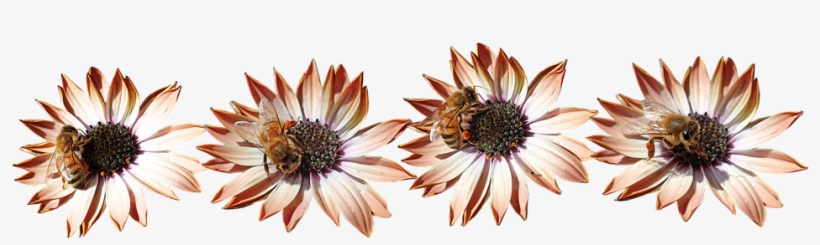 Daisies, Bees, Insects, Pollen, Garden, Nature - African Daisy, transparent png download