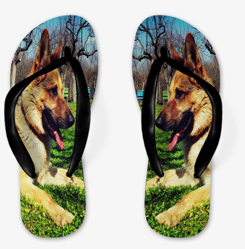 Photograph, transparent png download