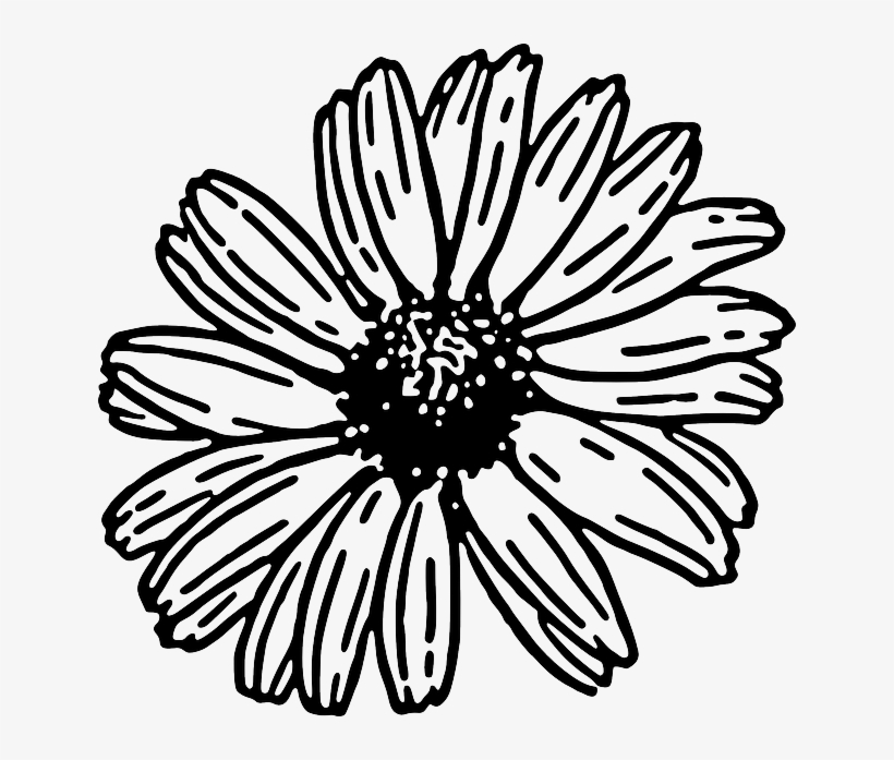 Drawn Daisy Daisy Plant - Gerbera Daisy Clipart Black And White, transparent png download