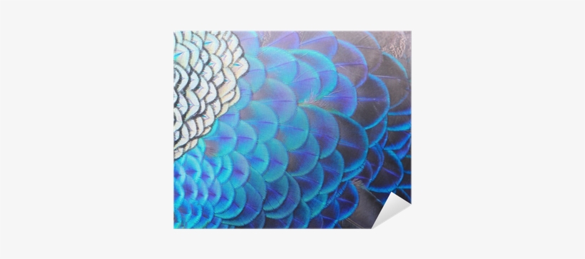 Single Peacock Feathers Png Hd Download - Peafowl, transparent png download