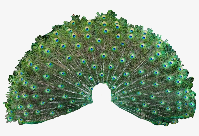 Peacock Showing His Feathers, transparent png download