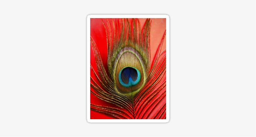 Single Peacock Feather Png Peacock Feather - Feather, transparent png download