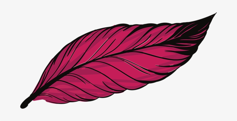 Pen Feathers Bird Animal Beautiful Peacock - Plumas Animadas De Ave, transparent png download