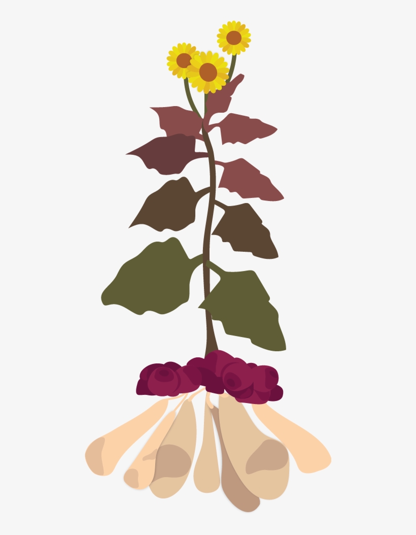 How To Grow Yacon - Smallanthus Sonchifolius Yacon, transparent png download