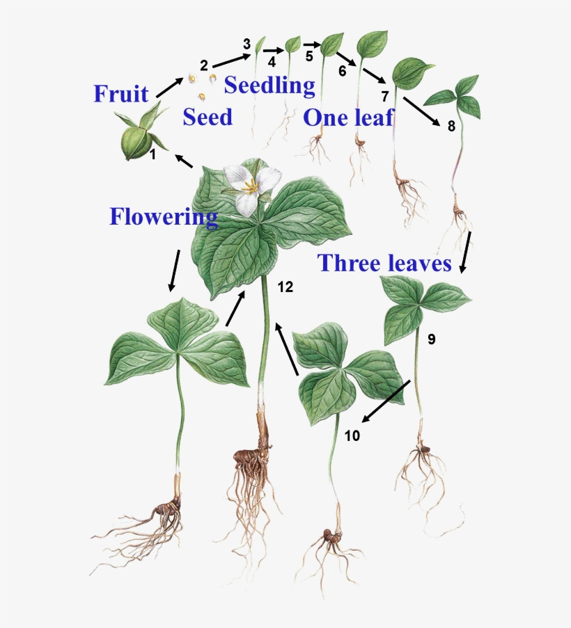 Trillium - Windflower, transparent png download