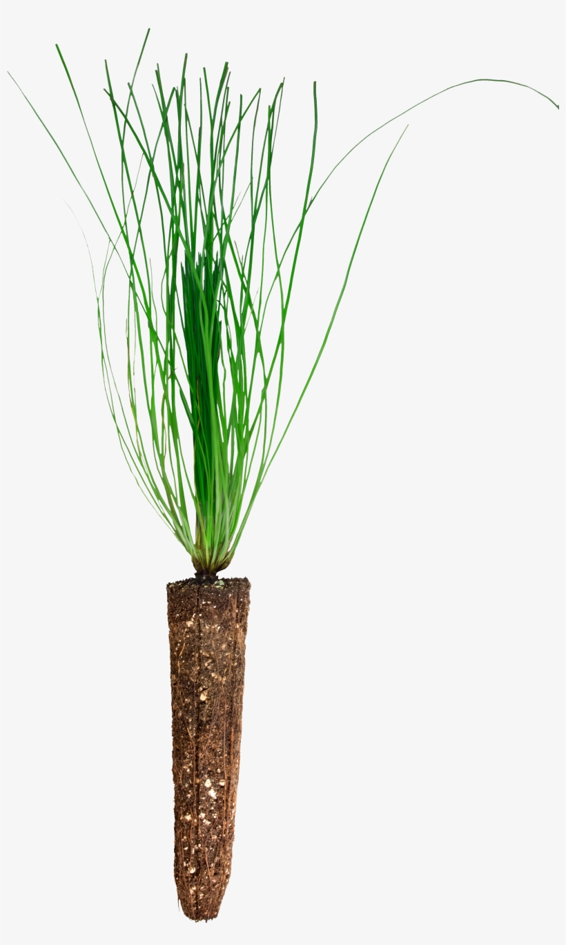 Seedlings - Grass, transparent png download