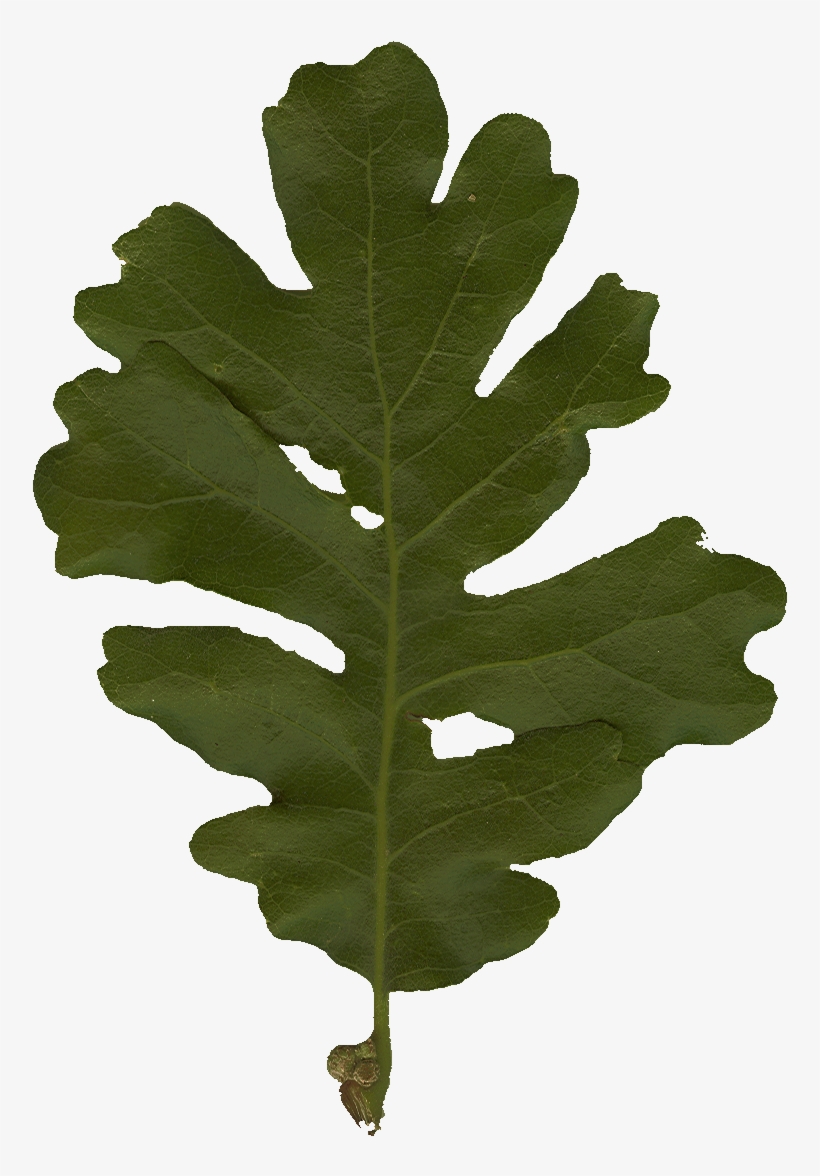 Oak, transparent png download