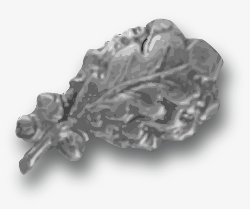 Open - Bronze Oak Leaf Cluster, transparent png download