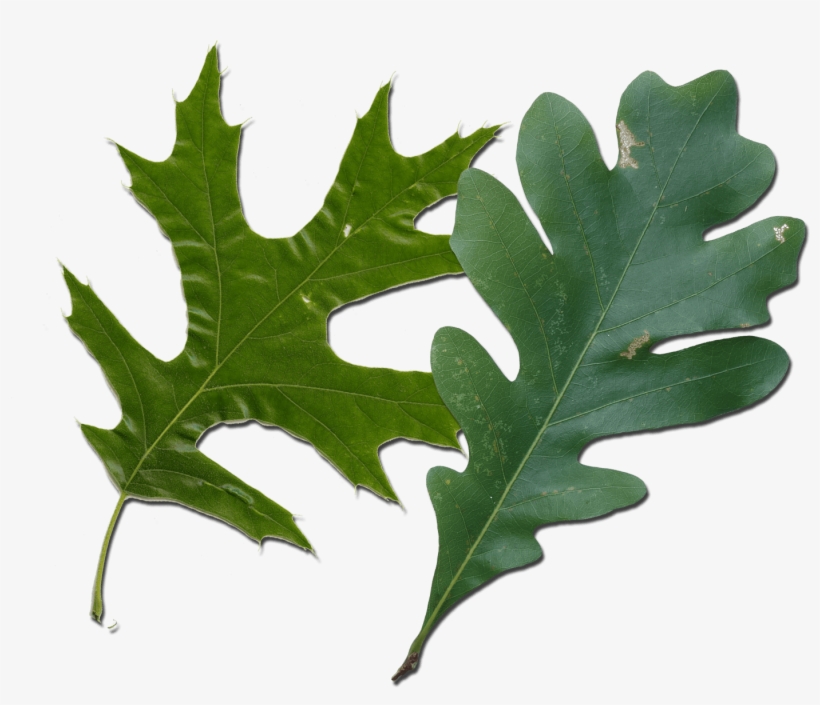 White Oak Red Oak Leaf, transparent png download