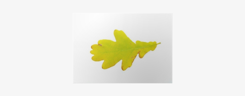 Maple Leaf, transparent png download