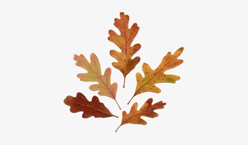 Acorn Leaf Drawing Download Oak Leaves Drawing Transparent Png 399x400 Free Download On Nicepng
