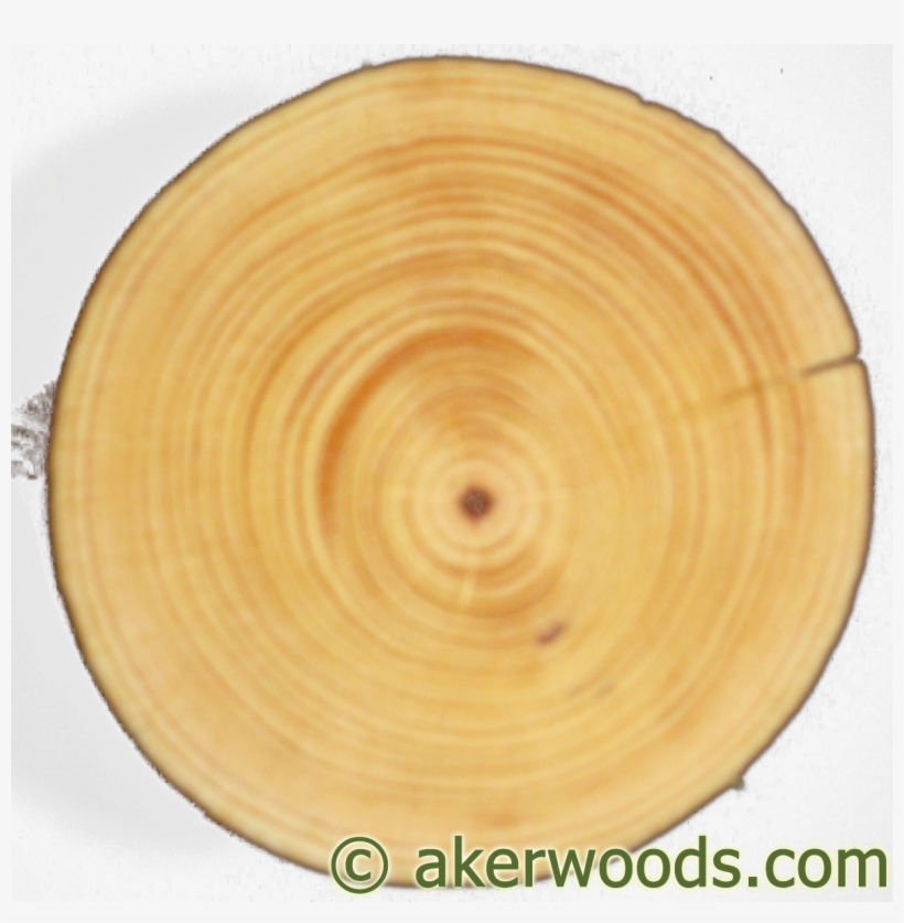 This 4" Diameter Ponderosa Post Is From A Tree Around - Tree Cookie Wood Png, transparent png download