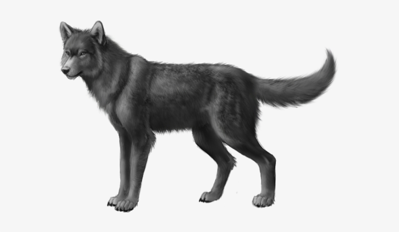 Grey Wolf-0 - Dog Irish Wolfhound Black, transparent png download