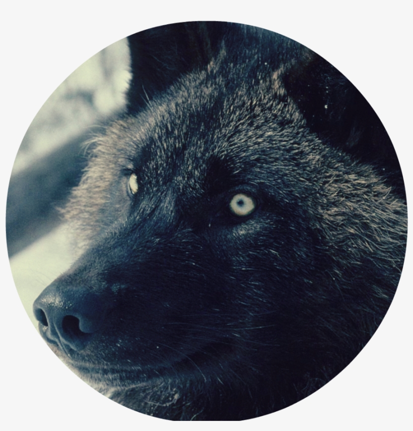 Black Wolf 2 - Wolf, transparent png download